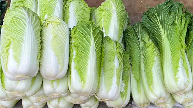 白菜冷庫能儲(chǔ)存多久？白菜冷庫保鮮1-4個(gè)月技術(shù)